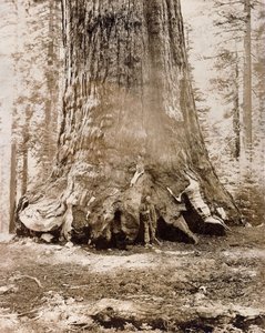 Stamme af "Grizzly Giant", Mariposa Grove, 33 fod i diameter, 1861