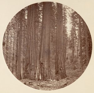 [Yosemite National Park, Californien], ca. 1878. af Carleton Emmons Watkins