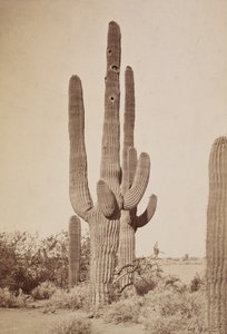 [Kaktus] af Carleton Watkins