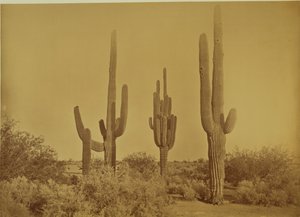 [Kaktus, Arizona - Cereus Giganteus]. af Carleton Watkins
