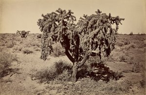 [Kaktus, Arizonas ørken] af Carleton Watkins