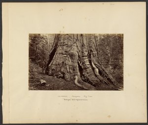 [Californien - Mariposa Big Trees, "Washington" 270 fod høj, 92 fod i omkreds]. af Carleton Watkins