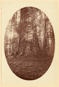 [Empire State Calaveras Grove] af Carleton Watkins
