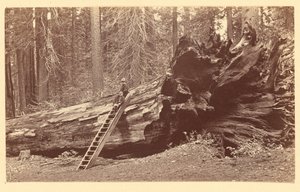 [Fader til skoven Calaveras Grove] af Carleton Watkins