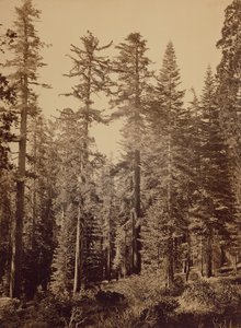 [Skovscene] / [Sukkertoppe] af Carleton Watkins