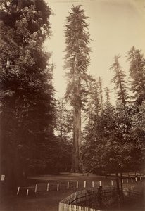 Kæmpe-rødtræ, Santa Cruz af Carleton Watkins