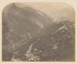 Josephine og fyrretræ af Carleton Watkins