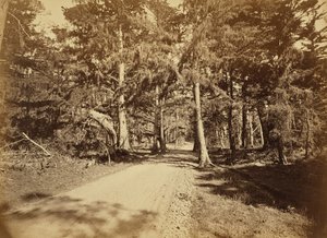 [Monterey, Californien. Moss Avenue, 18 Mile Drive]. af Carleton Watkins