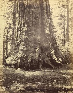 [Sektion af Grizzly Giant] af Carleton Watkins