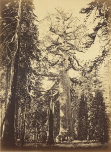  af Carleton Watkins