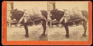Farallonøernes ældste indbygger af Carleton Watkins