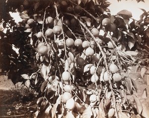 Uden titel [frugt på træ] af Carleton Watkins