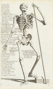 Anatomisk undersøgelse af det menneskelige skelet af Carlo Cesi af Carlo Cesi