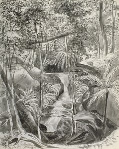 Junglestudie, 1800-tallet
