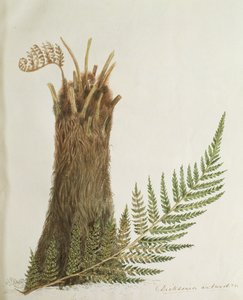 Studie af en bregne, 1800-tallet