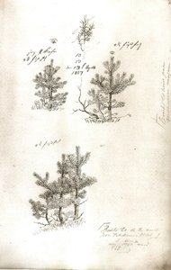 Fyrretræer af Caspar David Friedrich