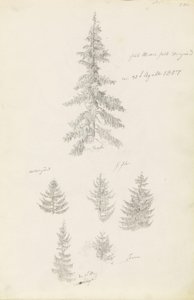 Seks studier af gran og fyrretræer af Caspar David Friedrich