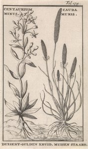 Centaury og musehale Centaurium minus. Cauda MurisDuisent-Gylden Urt. Musehale (titel på objekt)