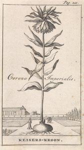 Kejserlig krone Corona Imperialis / Imperial Crown (titel på objektet) af Caspar Luyken