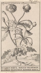 Valmue Papaver erraticum, Papaver Rhoeas / Wilden-heul. Kolle blomster. Kræft blomster. Roodenheul (titel på objekt)