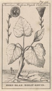 Følfod med hosteurt Tussilago, Farfara, Ungula Caballina / Klovblad, Hosteurt (titel på objekt) af Caspar Luyken