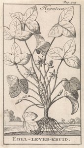 leverurt Hepetica / Noble-Liver-Herb (titel på objekt) af Caspar Luyken