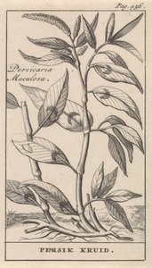 fersken krydderi Persicaria Maculosa / Persik Herb (titel på objekt) af Caspar Luyken