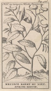 forårsurt Noli me tangere, Herba Impatiens / Kruidje rører mig ikke. Forårsurt (titel på objekt) af Caspar Luyken
