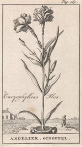 Titelside og otte tryk med blomster Anjelier Caryophylleus Flos / Angelier. Ginoffel (titel på objekt) af Caspar Luyken