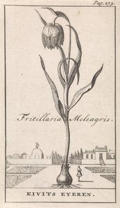 Titelside og otte tryk med blomster Kievitsbloem Fritillaria Meleagris / Kivits Eyeren (titel på objekt) af Caspar Luyken
