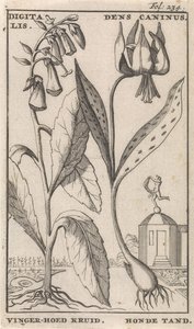 Titelside og otte tryk med blomster Rævehandske og hundetand digitalis. Dens Caninus / Fingerhat Urt. Hundetand (titel på objekt)