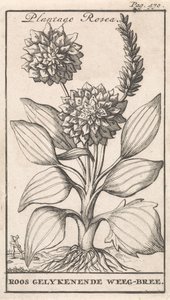 Titelside og otte tryk med blomster Weegbree Plantago Rosea / Roos ligeenende Weeg-bree (titel på objekt) af Caspar Luyken