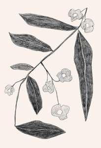 Botanisk tegning af en gren af Catalina Somolinos