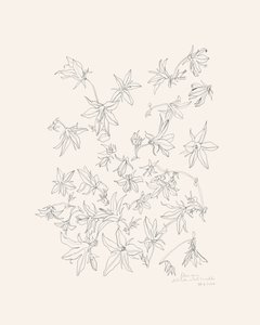 Studie af botaniske blomster