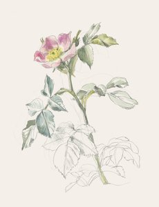 Delikat lyserød vildrose af Catalina Somolinos