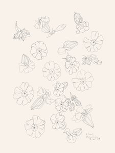 Elegante blomstertegninger af Catalina Somolinos