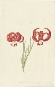Rød lilje af Catharina Lintheimer