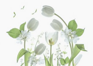 Æteriske hvide tulipaner af Catherine Wang