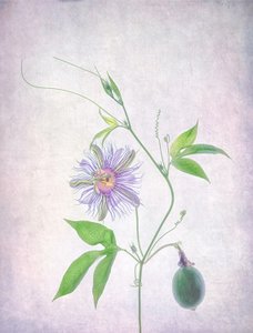 Livlig passionsblomst af Catherine Wang