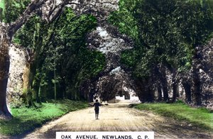 Oak Avenue, Newlands, Johannesburg, Gauteng, Sydafrika, c1920