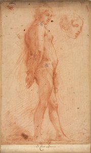 Undersøgelse af en stående mandlig nøgen, med en undersøgelse af hovedet i trekvart profil, ca. 1640. af Cecco Bravo