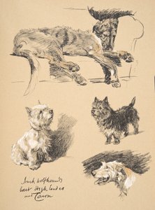 Irish Wolfhound, West Highlander and Cairn, 1930, Illustrationer fra hans skitsebog brugt til 