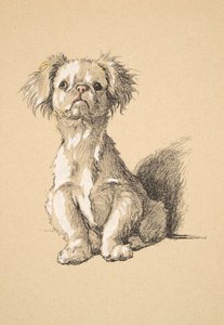 Peke, 1930, Illustrationer fra hans skitsebog brugt til Just Among Friends, Aldin, Cecil Charles Windsor (1870-1935), senere udgivet af Eyre og Spottiswoode Limited, 1934, Chalk and Charcoal på papir af Cecil Charles Windsor Aldin