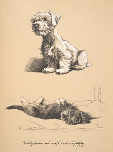Sealyham and Rough Dachshund Puppy, 1930, Illustrationer fra hans skitsebog brugt til Just Among Friends, senere udgivet af Eyre og Spottiswoode Limited, 1934 (kridt og trækul på papir) af Cecil Charles Windsor Aldin