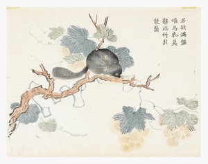 Sennepsfrøhave af Chang Chao