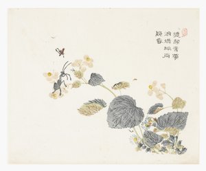 Sennepsfrøhave af Chao Mon Yu