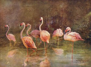 Flamingoer (farve litho) af Charles (after) Whymper