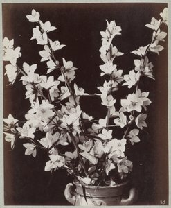 Blomsterstudie med Kölnerpotte