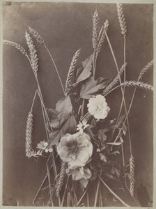 Blomsterstudie med aks