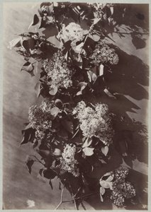 Blomsterstudie med grene